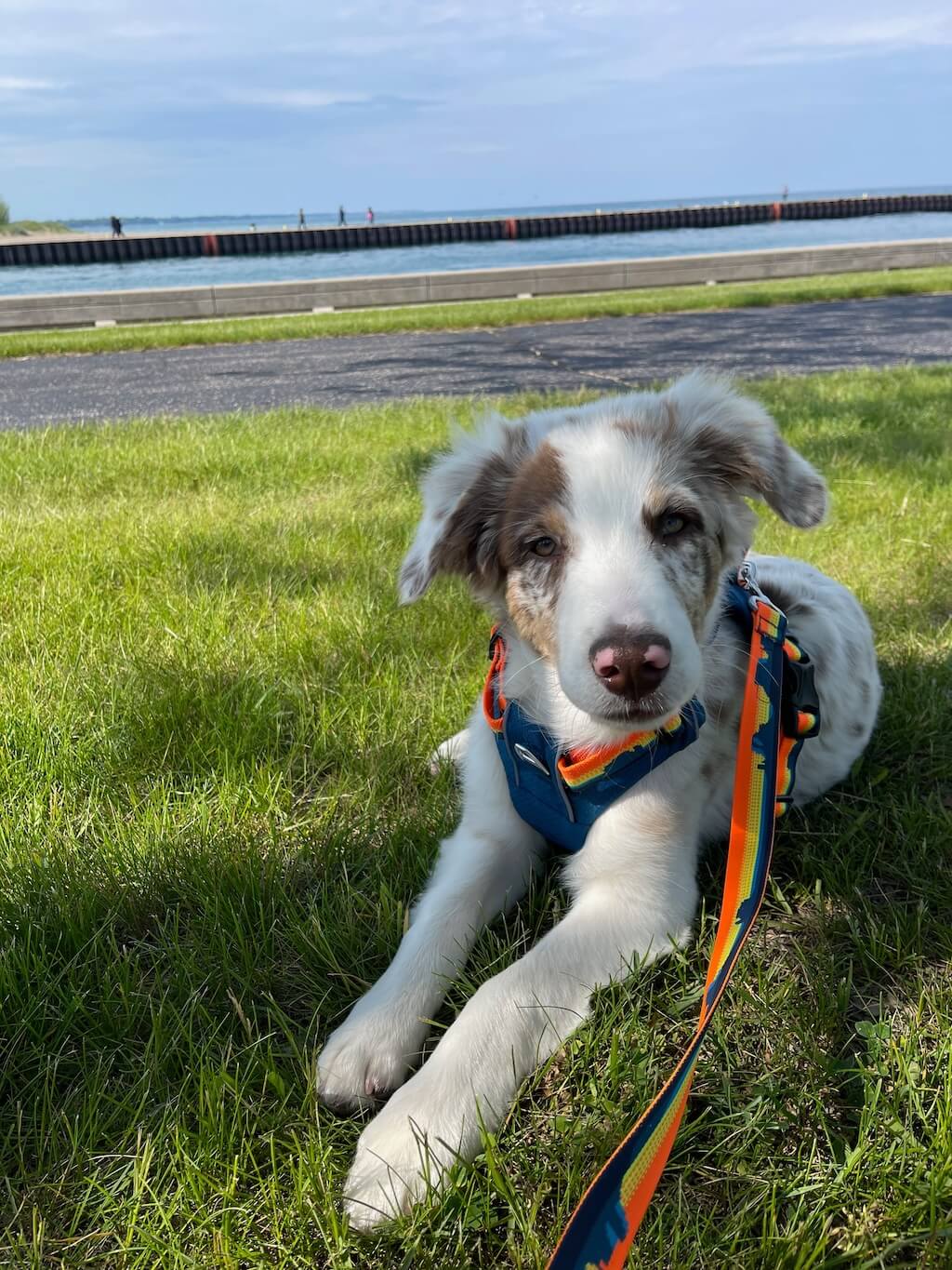 Kenosha Veterinarian