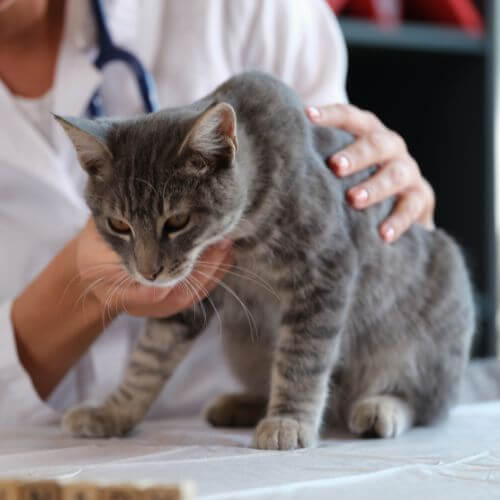 Pet Chiropractic Care Service in Kenosha