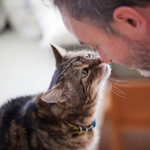 Pet Laser Therapy Service in Kenosha