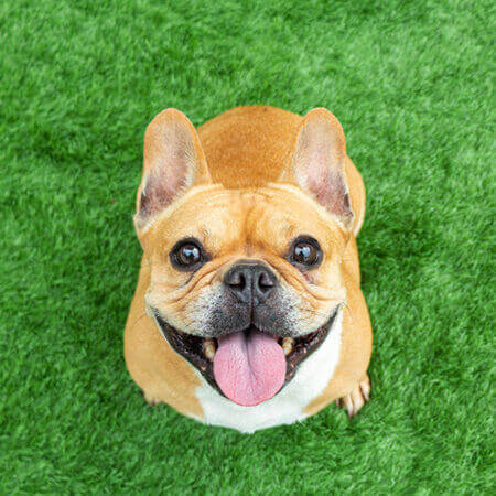 Pet Preventative Care Service in Kenosha