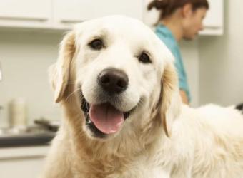 Chiropractic Care for Dogs: 6 Things That a Dog Chiropractor Can Help With